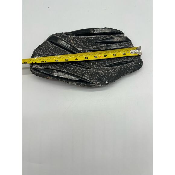 Fossils Orthoceras (???) Plate Plague SQUID, Home Decor 7" x 11"  READ - Picture 12 of 13